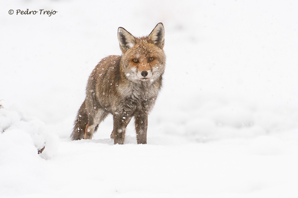 Zorro (Vulpes vulpes)